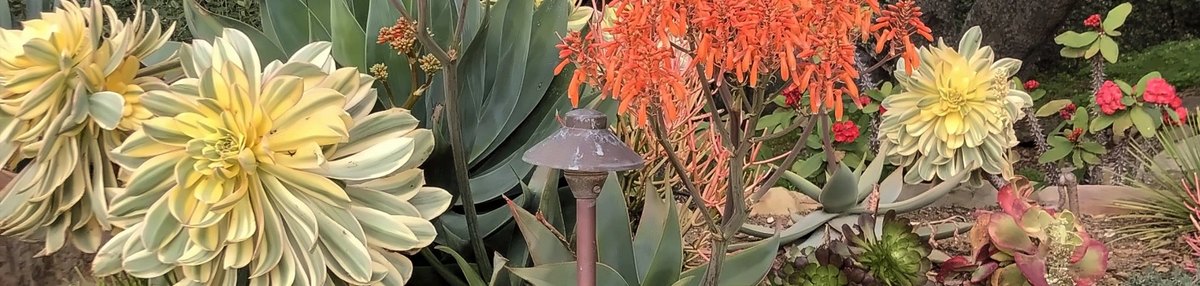 A bronze path light set among succulents and flowering aloes