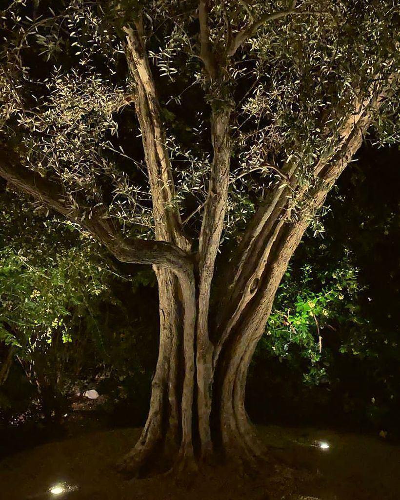 An old olive uplit from the base