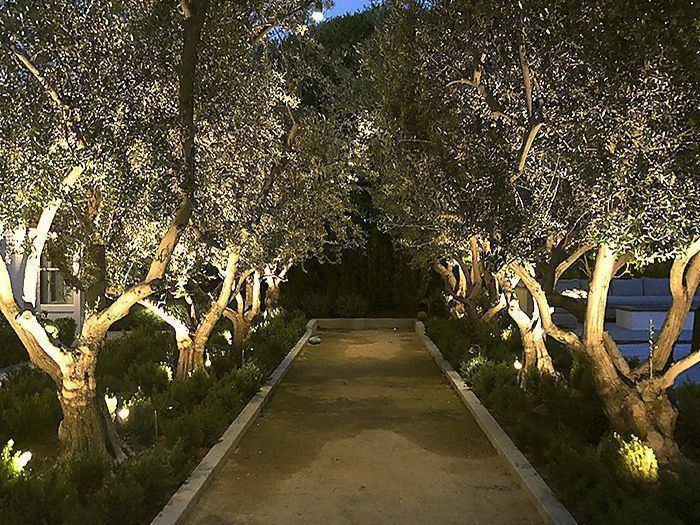 A garden walk lit at night