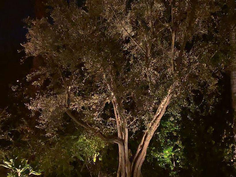 An olive in a pot lit at night