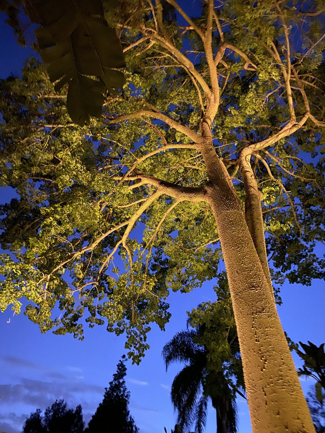 Uplighting a tree