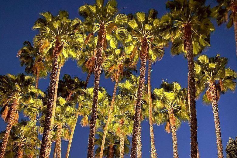 Palm Grove lit at night
