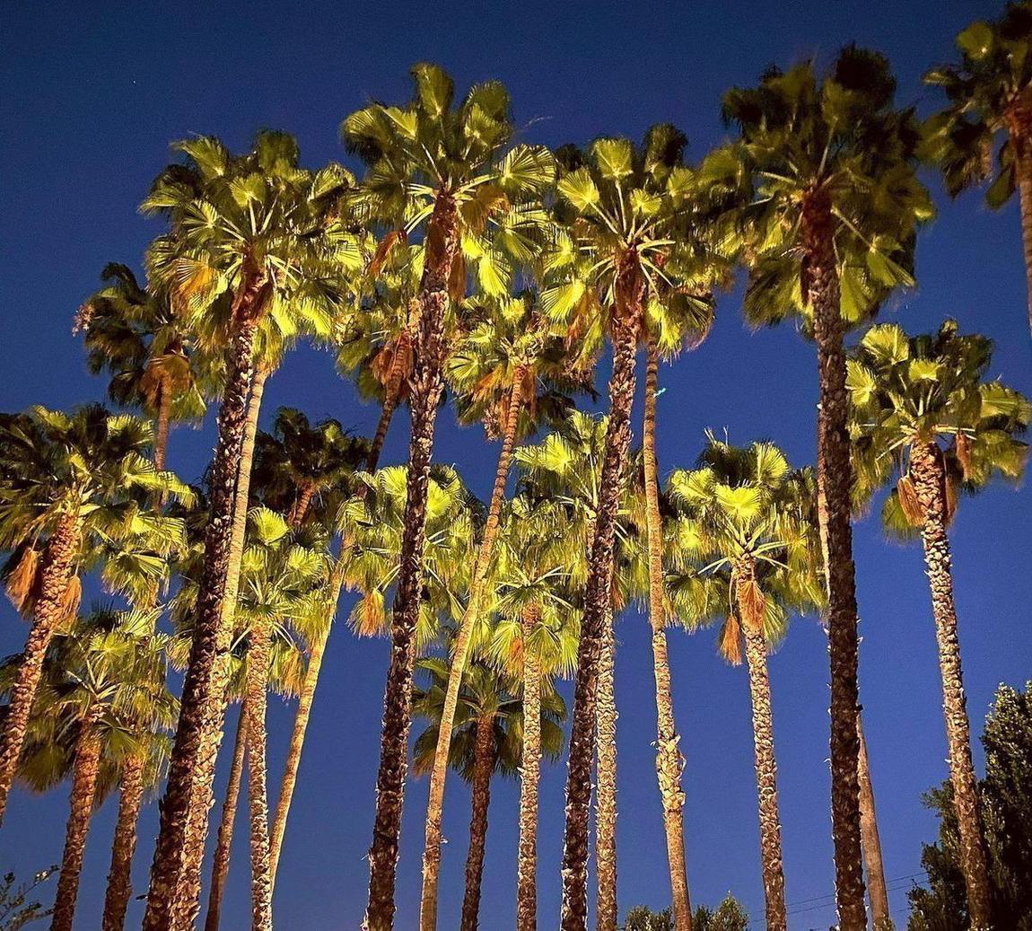 A stand of palms, lit up the trunk.