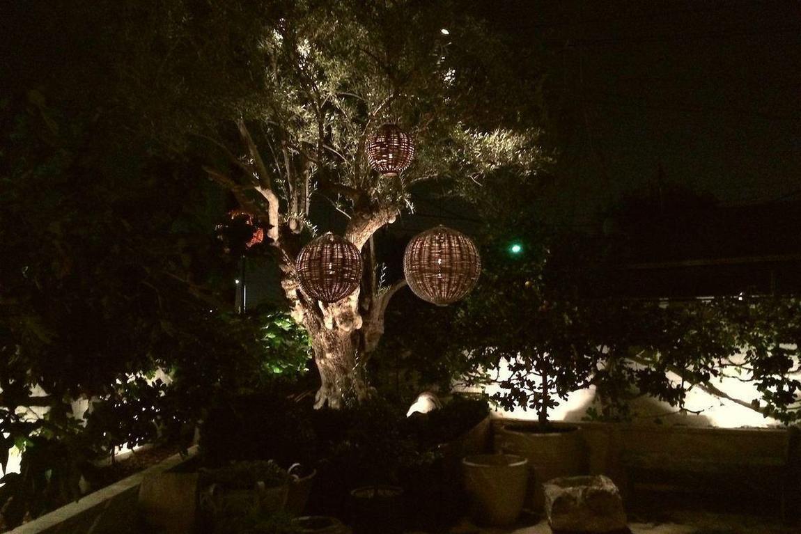 A courtyard that reads as a garden.