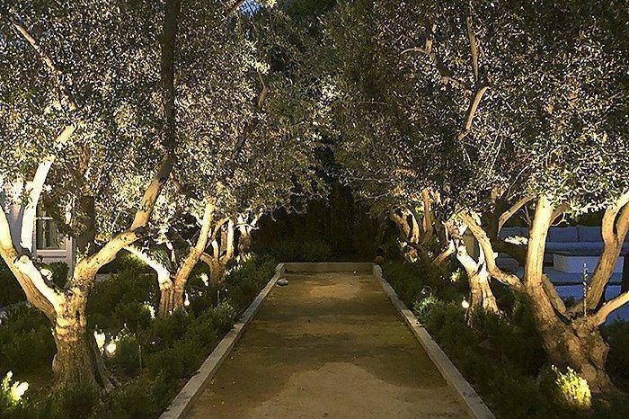 Olive Walk lit at night