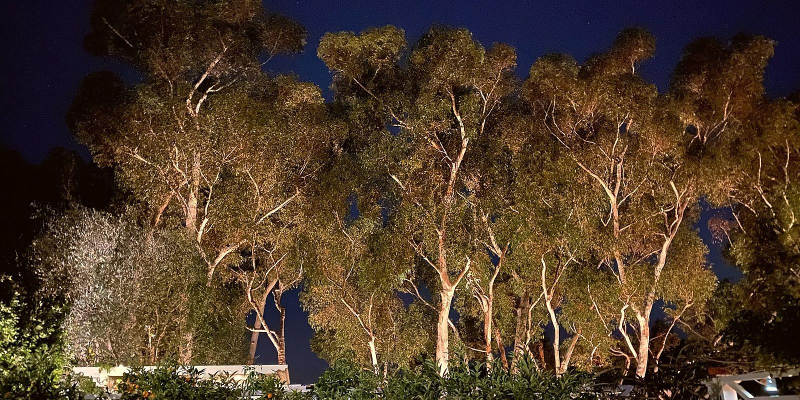 Illuminated eucalyptus trees at night by LightScaper